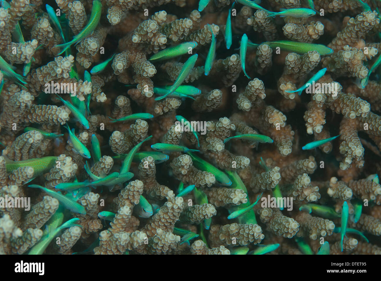 Blue-green Damselfish, Chromis viridis, sheltering in hard coral. Kandooma, The Maldives. Stock Photo