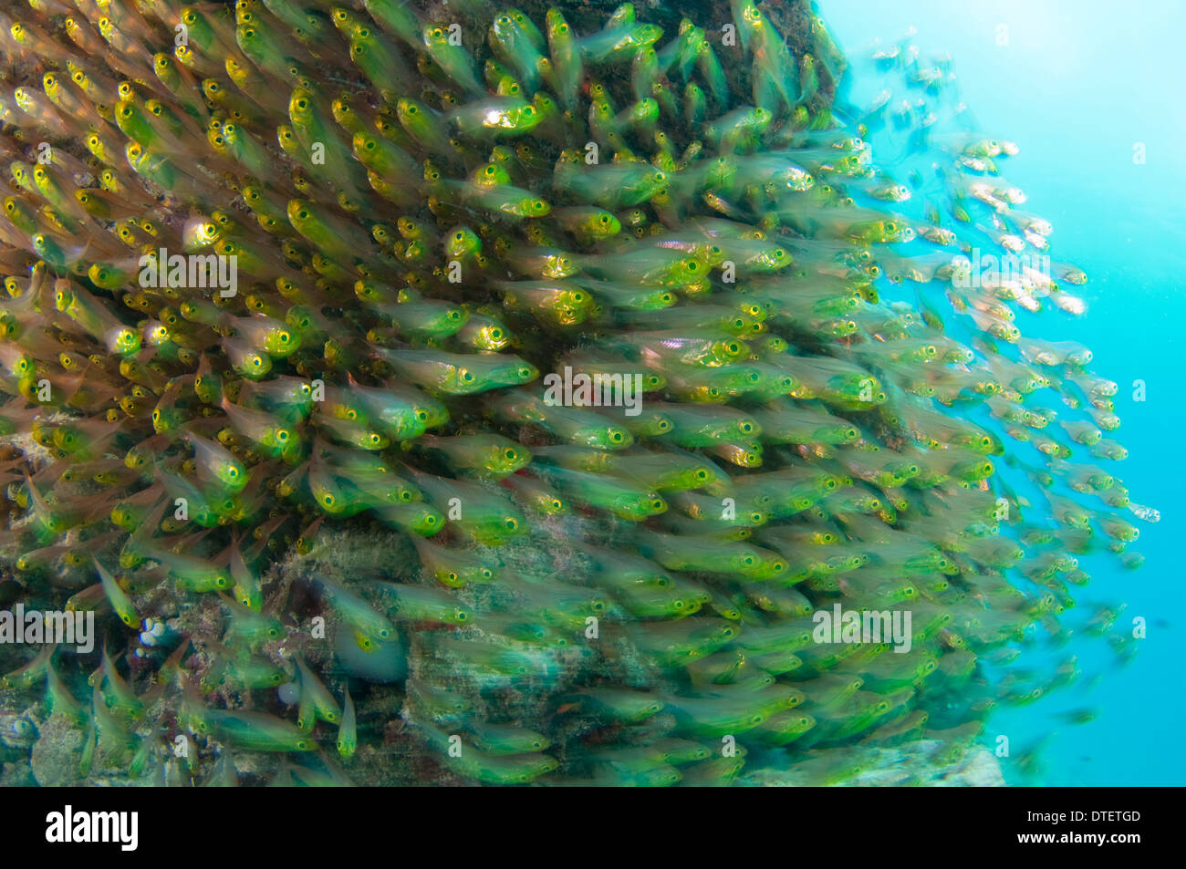 Large school of Golden Sweeper, Parapriacanthus ransonneti, profile, South Malé Atoll, The Maldives Stock Photo
