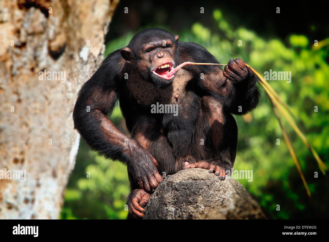 Chimpanzee / (Pan troglodytes) / Chimpy Stock Photo