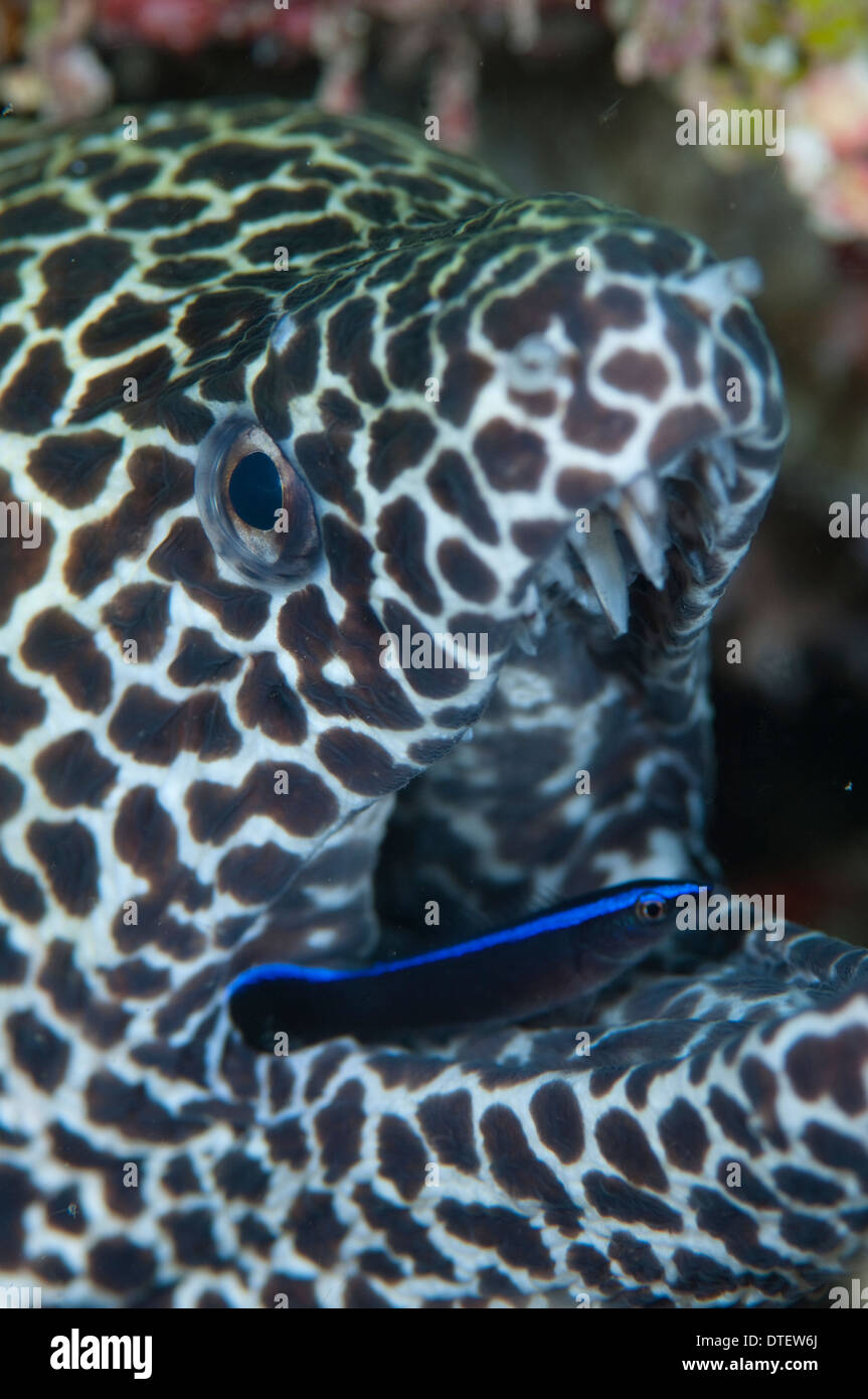 Blackspotted Moray Eel, Gymnothorax favagineus, Close up of mouth with cleaner wrasse, South Male Atoll, Maldives Stock Photo