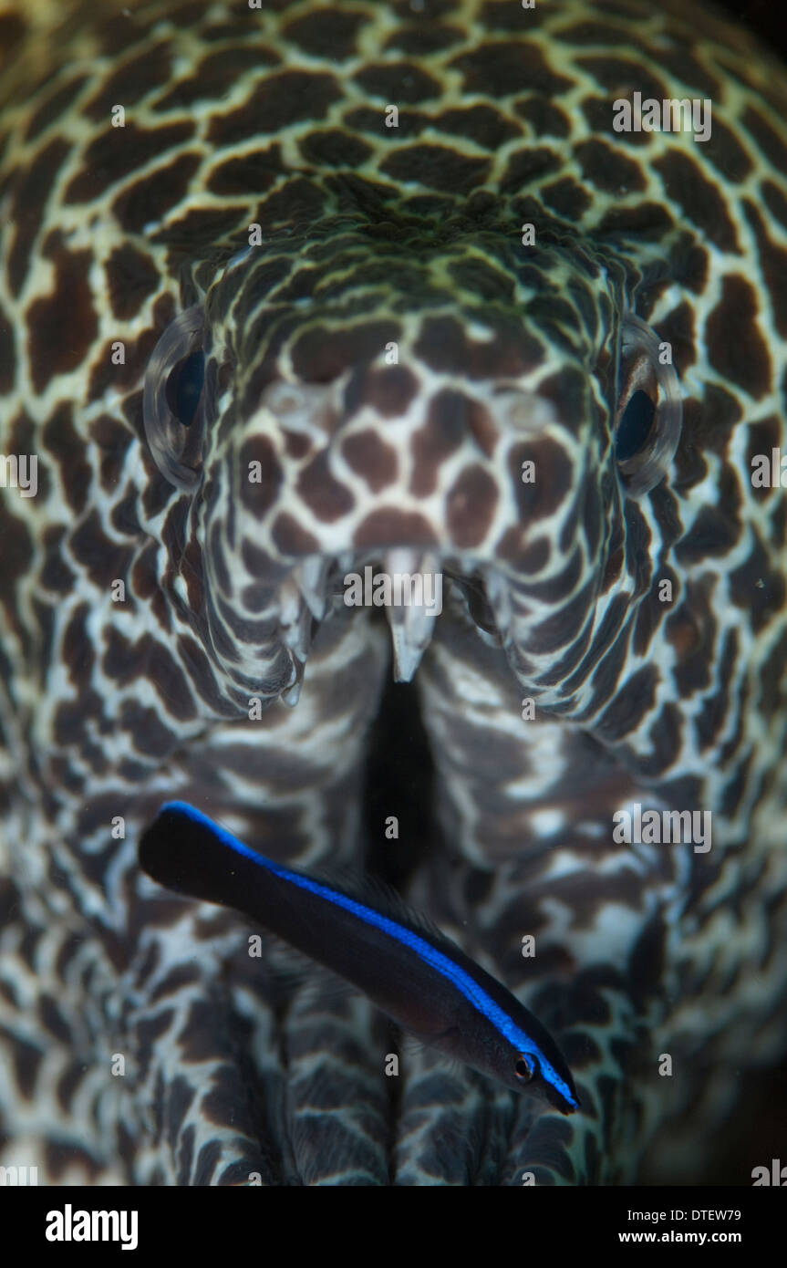 Blackspotted Moray Eel, Gymnothorax favagineus, Close up of mouth with cleaner wrasse, South Male Atoll, Maldives Stock Photo