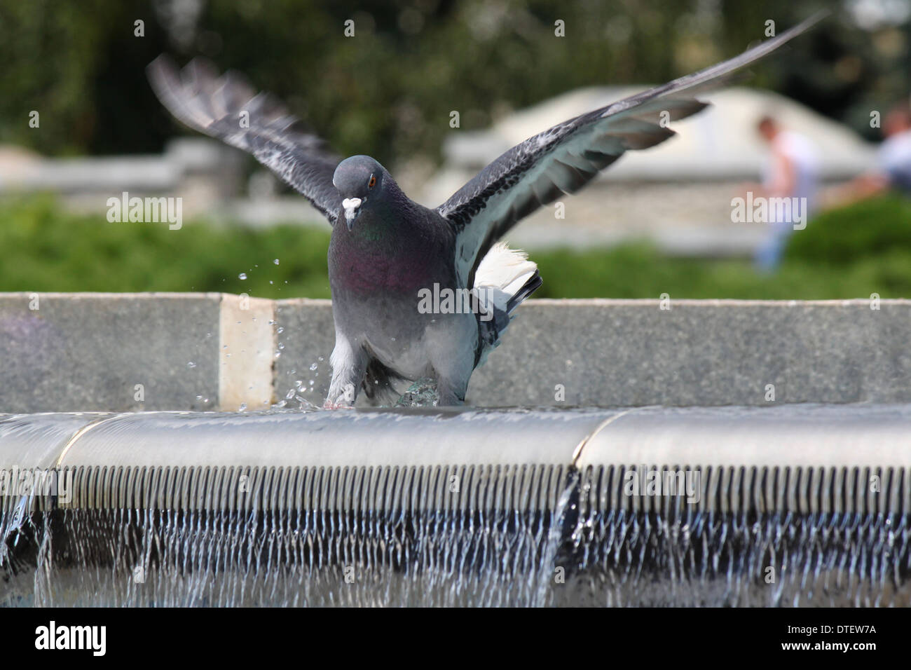 pigeon standing in water in fountain Stock Photo