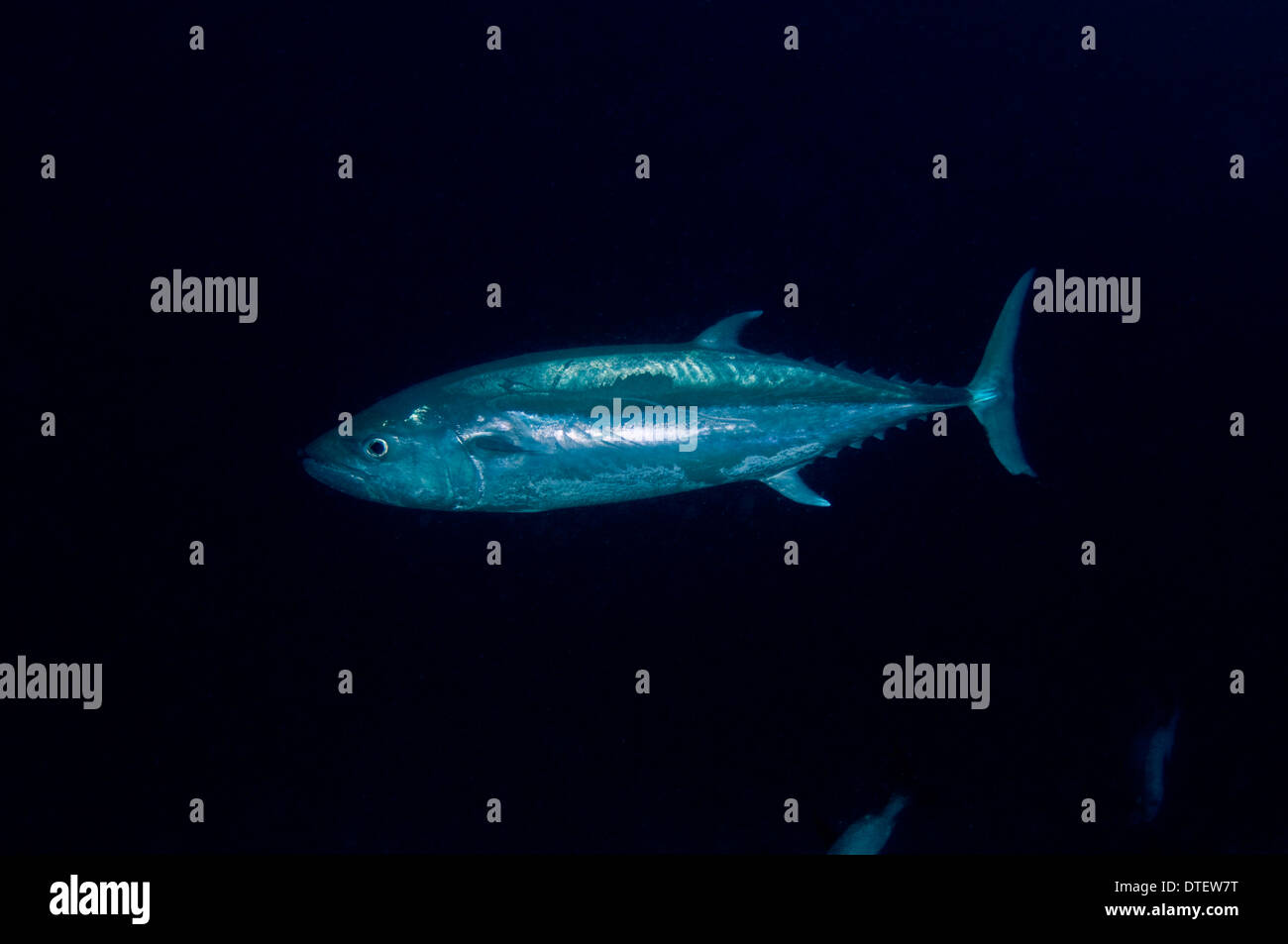 Dogtooth Tuna, Gymnosarda unicolor, swimming, profile, South Malé Atoll