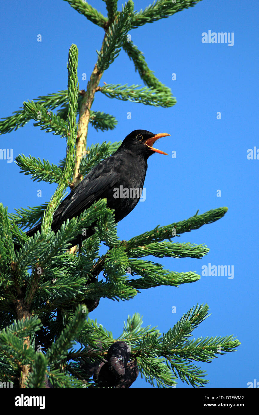 Blackbird, male, Rhineland-Palatinate, Germany / (Turdus merula) Stock Photo