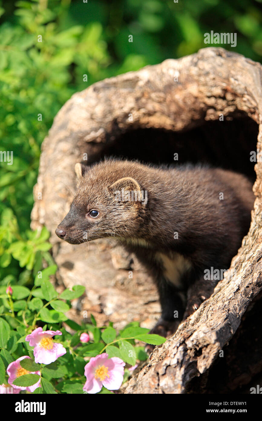 Pacific Fisher, young, 14 weeks, at den / (Martes pennanti) Stock Photo