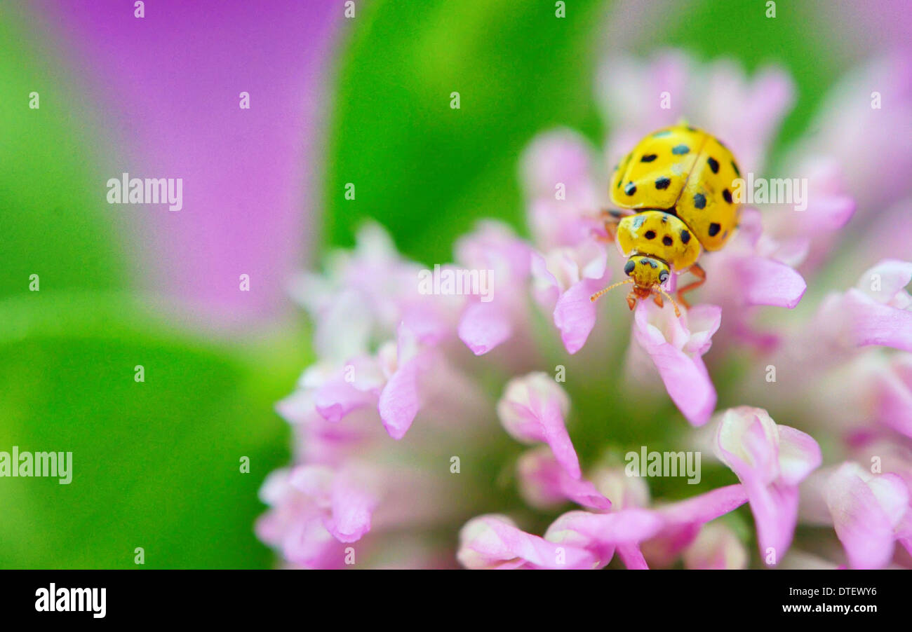 yellow ladybug on violet flower on natural background Stock Photo