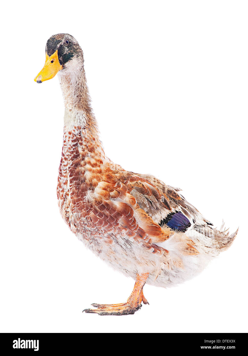 Wild duck farm bird isolated on white Stock Photo