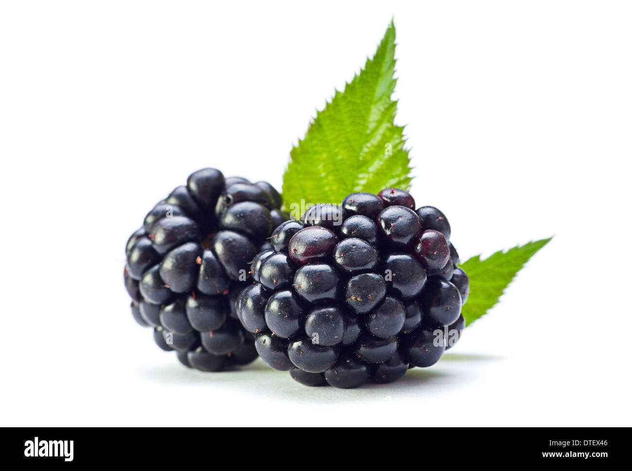 Blackberry fruit with leaf closeup isolated on white Stock Photo