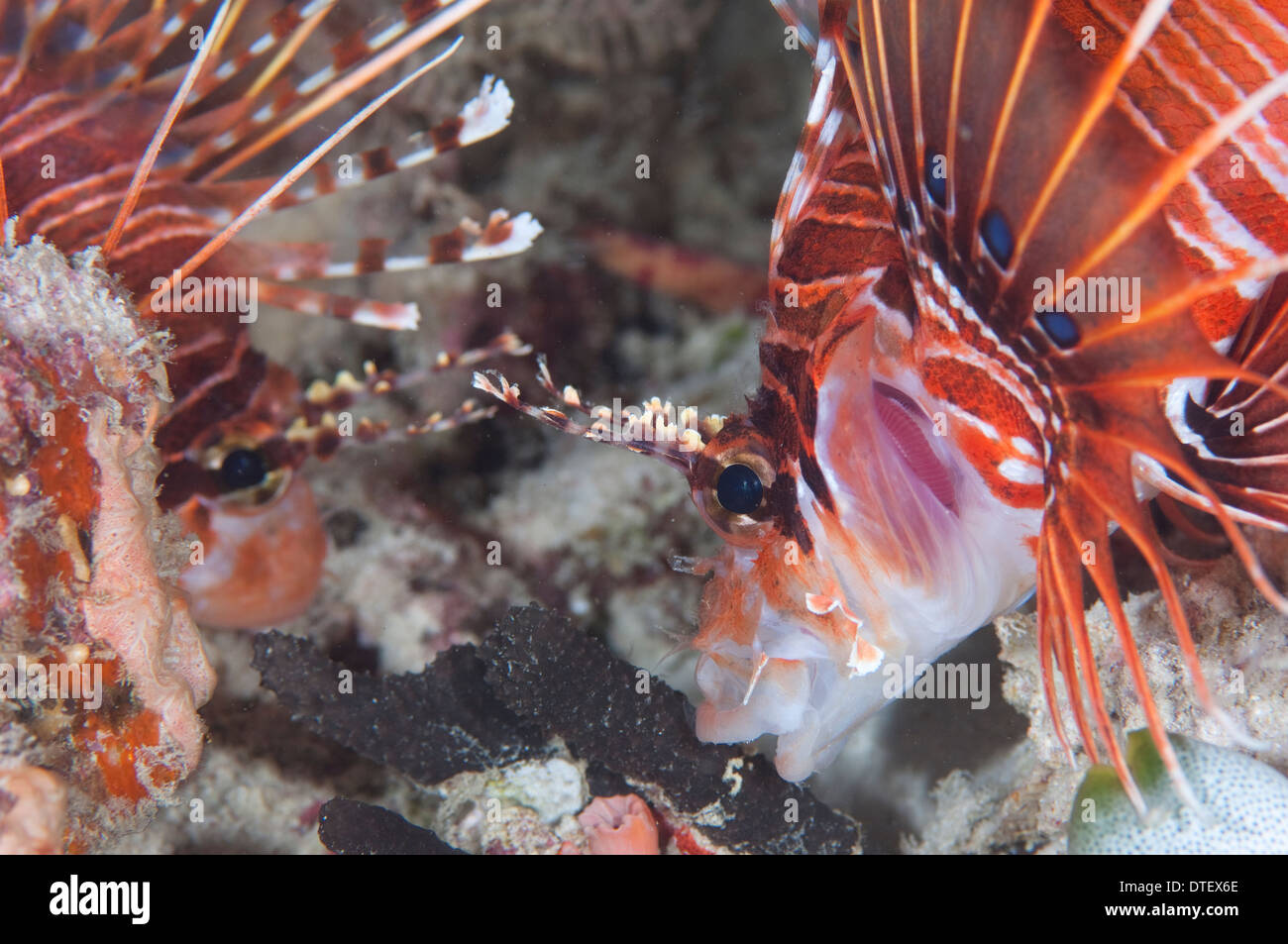 Pair of Zebra Lionfish, Dendrochirus zebra, feeding, The Maldives Stock Photo
