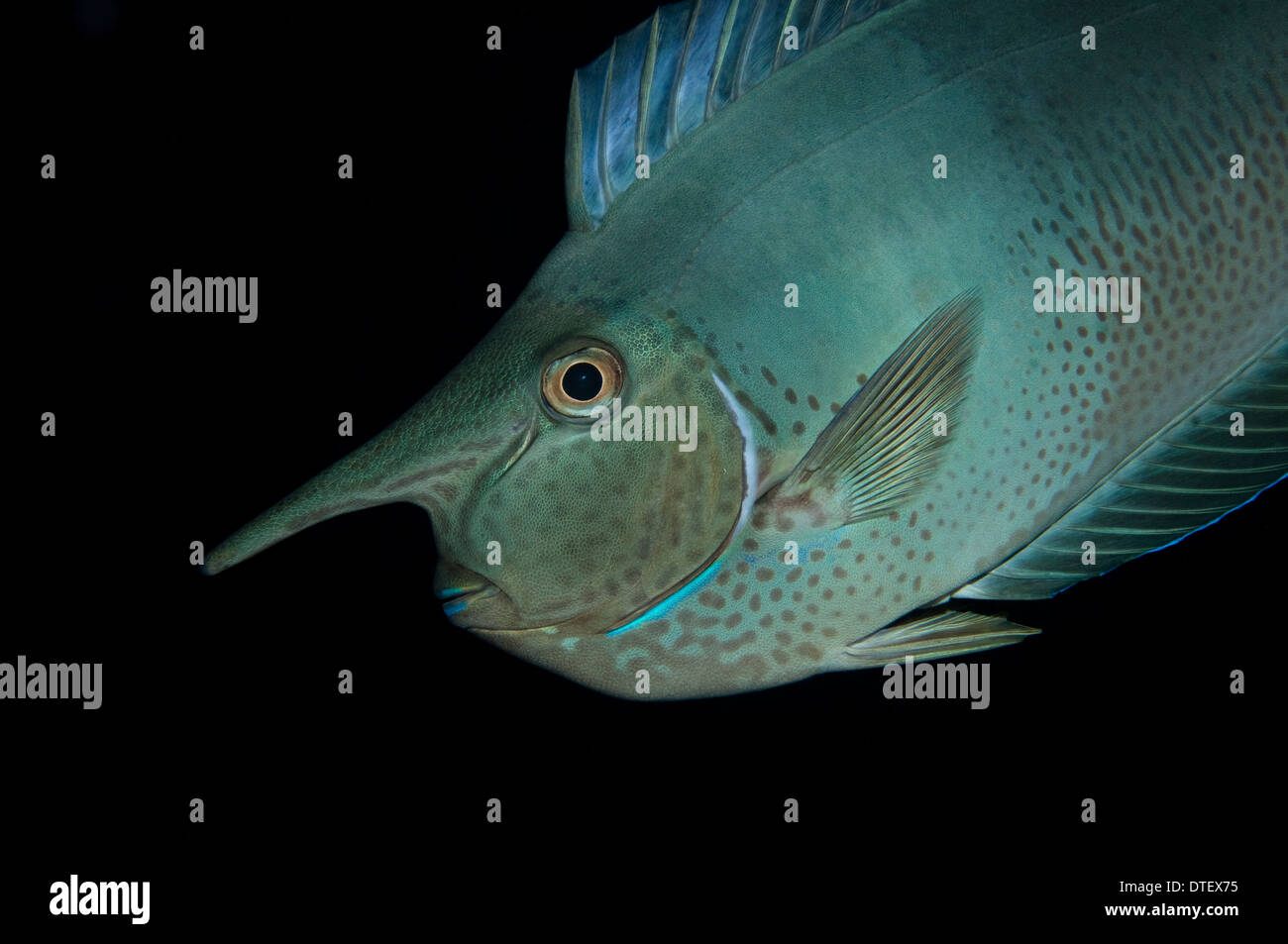 Longnose Unicornfish, Naso brevirostris, The Maldives Stock Photo