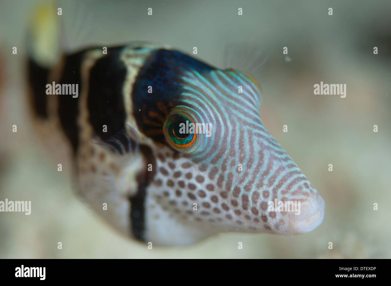 Black Saddled Toby, Canthigaster valentini, portrait, The Maldives Stock Photo