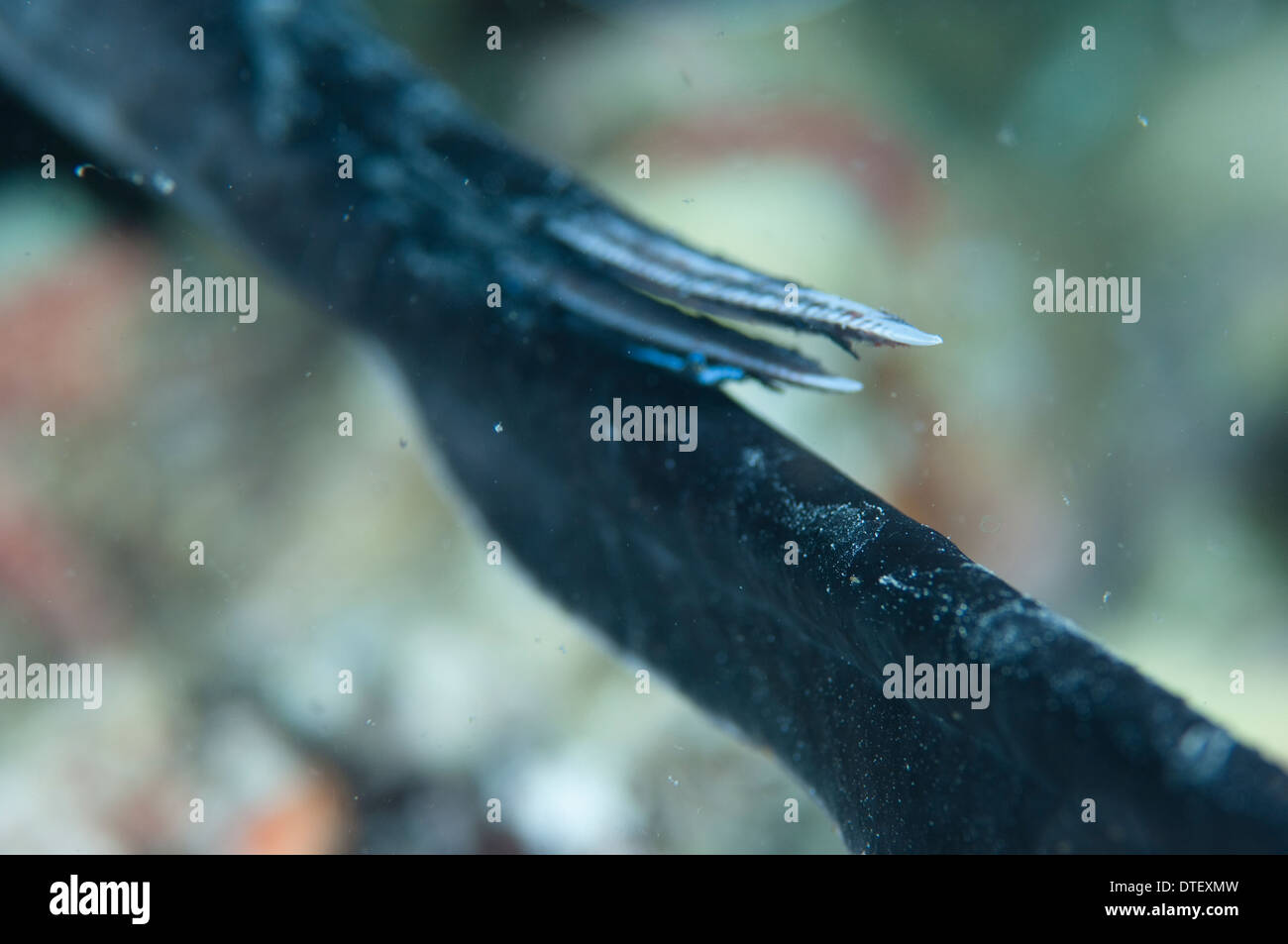 Stinger of Marbled Stingray, Taeniura meyeni, The Maldives Stock Photo