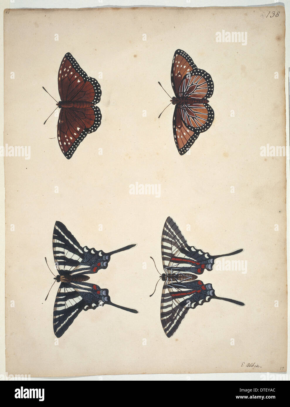 Eurytides marcellus, zebra swallowtail (bottom) Stock Photo
