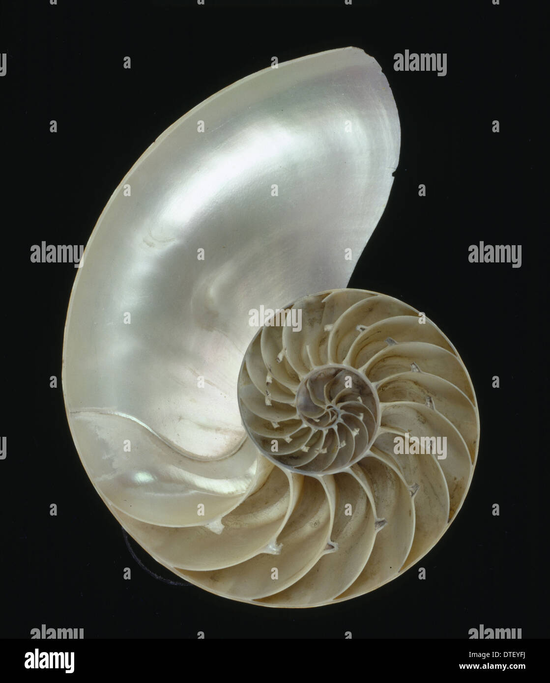 Nautilus pompilius, nautilus Stock Photo