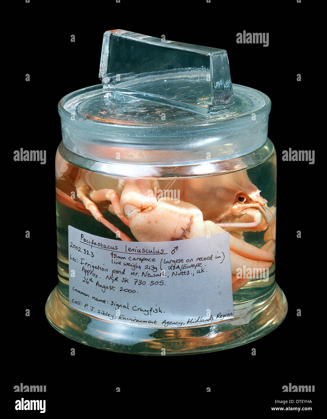 Pacifastacus leniusculus, signal crayfish Stock Photo Alamy