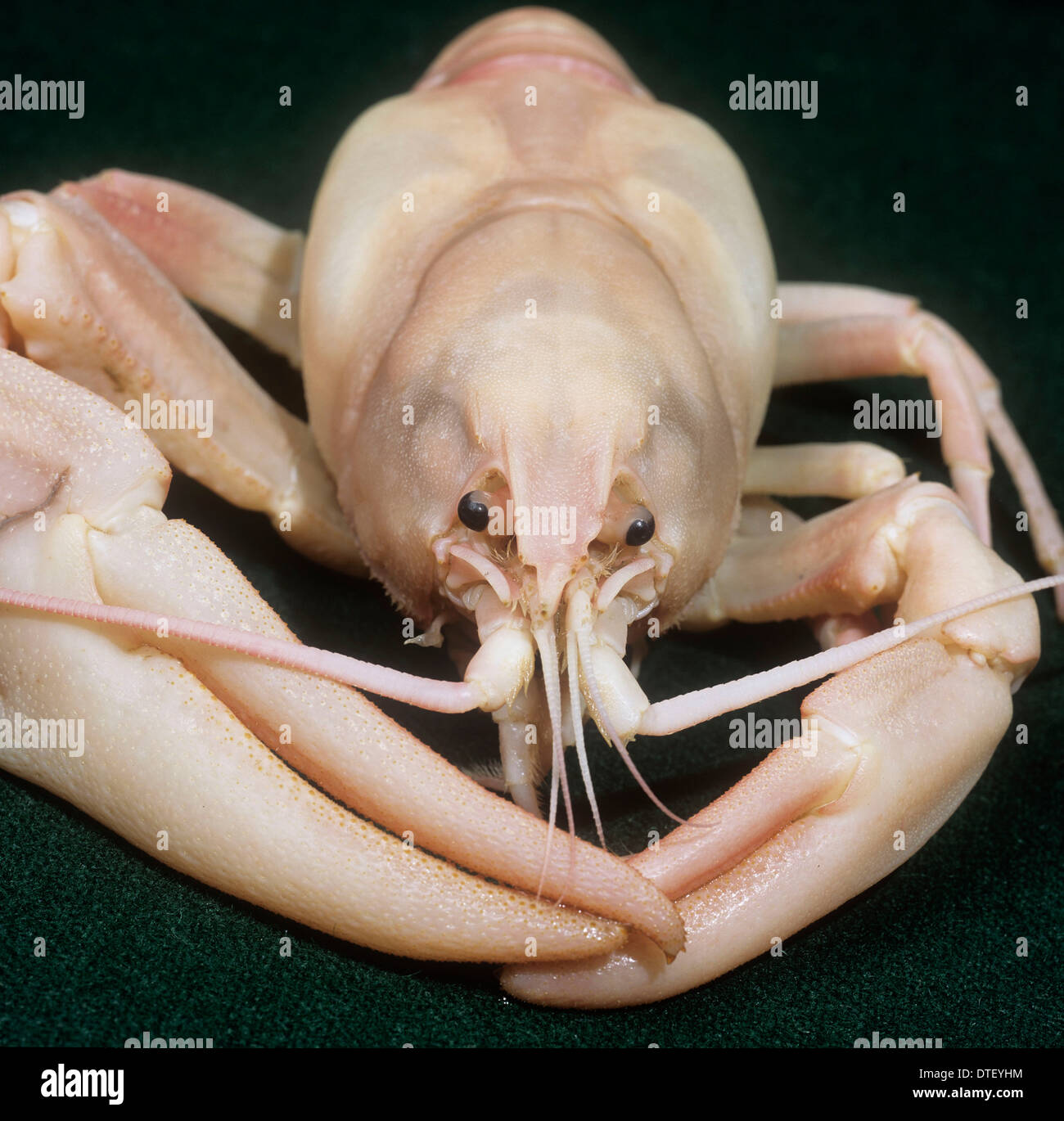 Pacifastacus leniusculus, signal crayfish Stock Photo