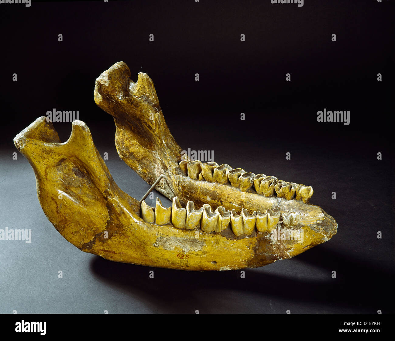 Rhinoceros fossil hi-res stock photography and images - Alamy