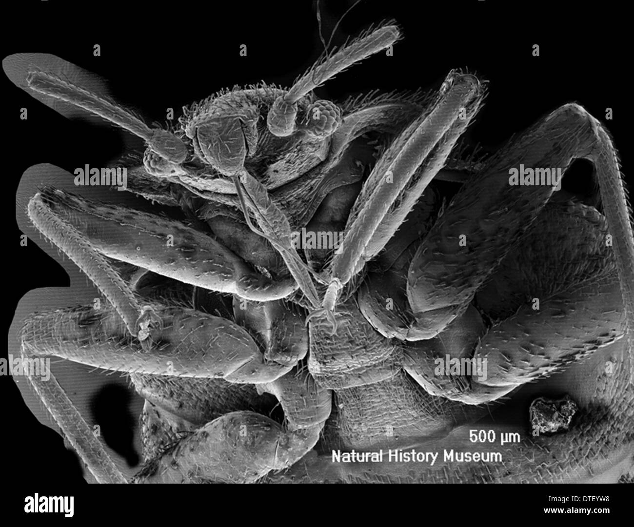 Bed bug Black and White Stock Photos & Images - Alamy