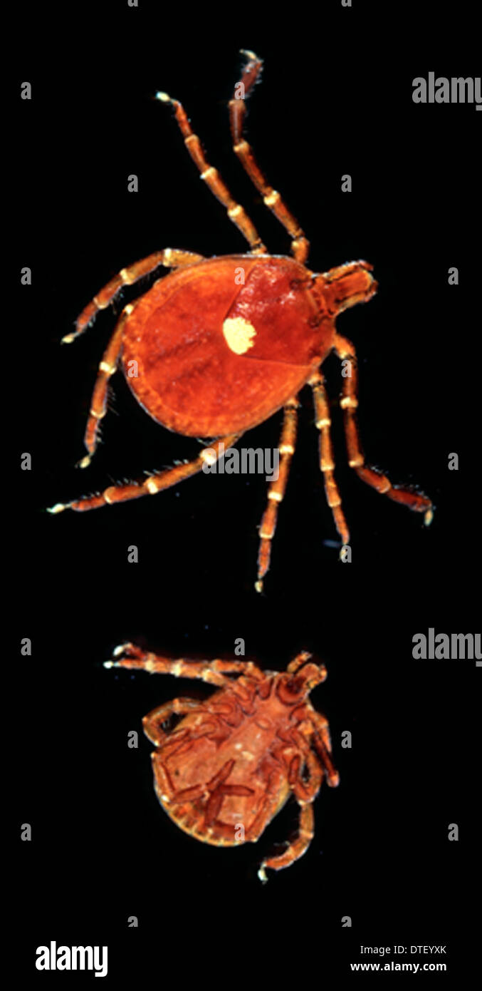 Amblyomma americanum, lone star tick Stock Photo