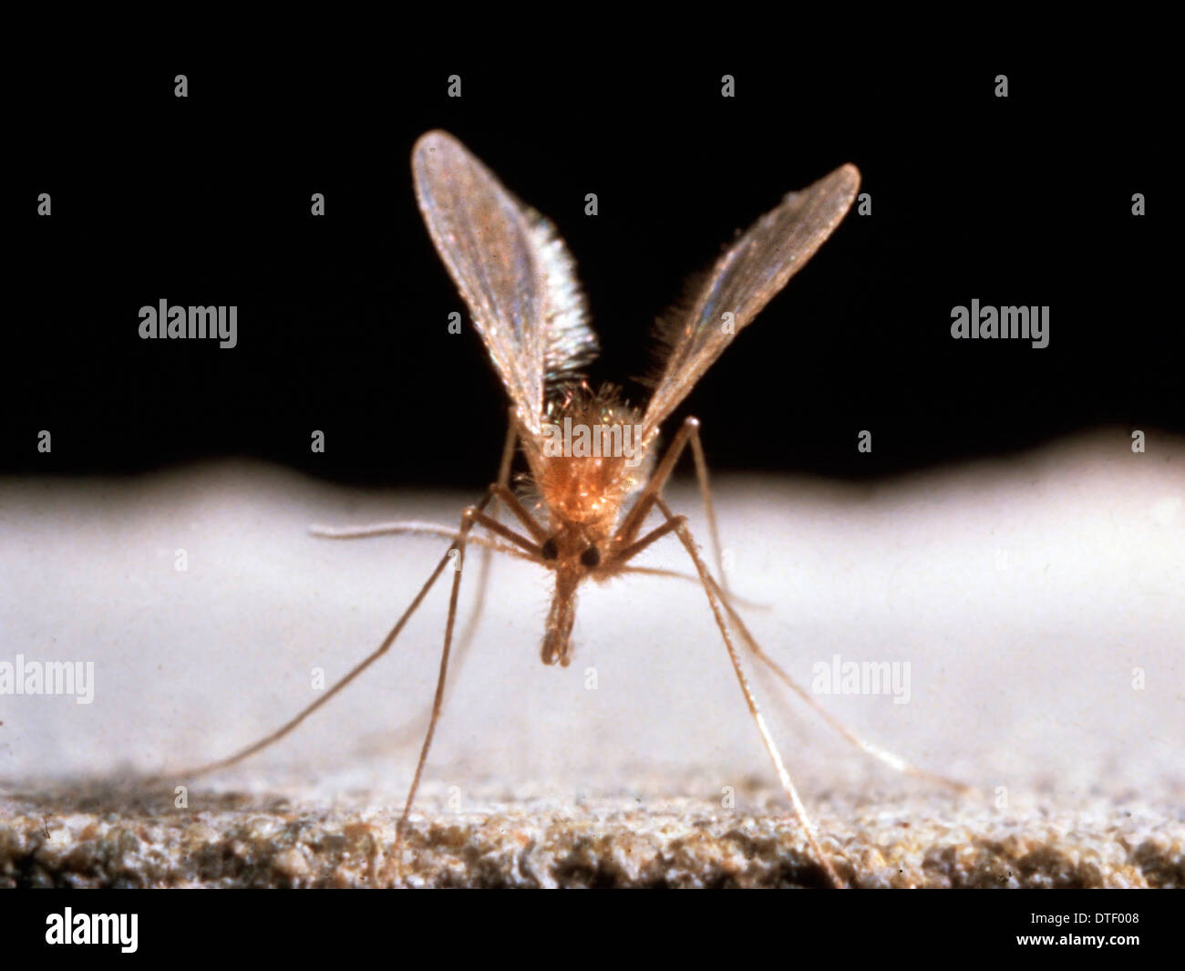 Sandfly insect hi-res stock photography and images - Alamy