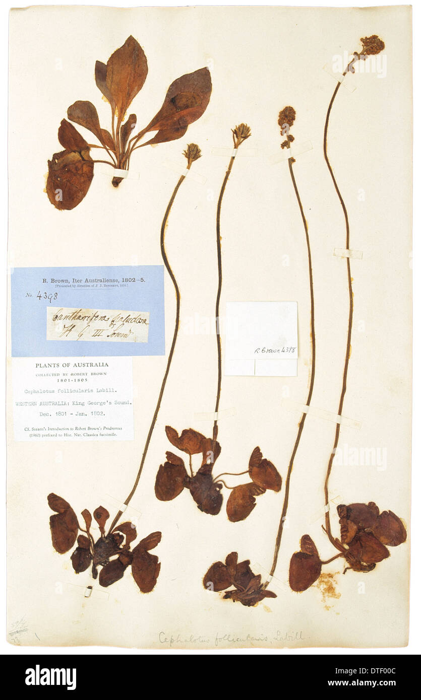 Cephalotus follicularis Labill, pitcher plant Stock Photo