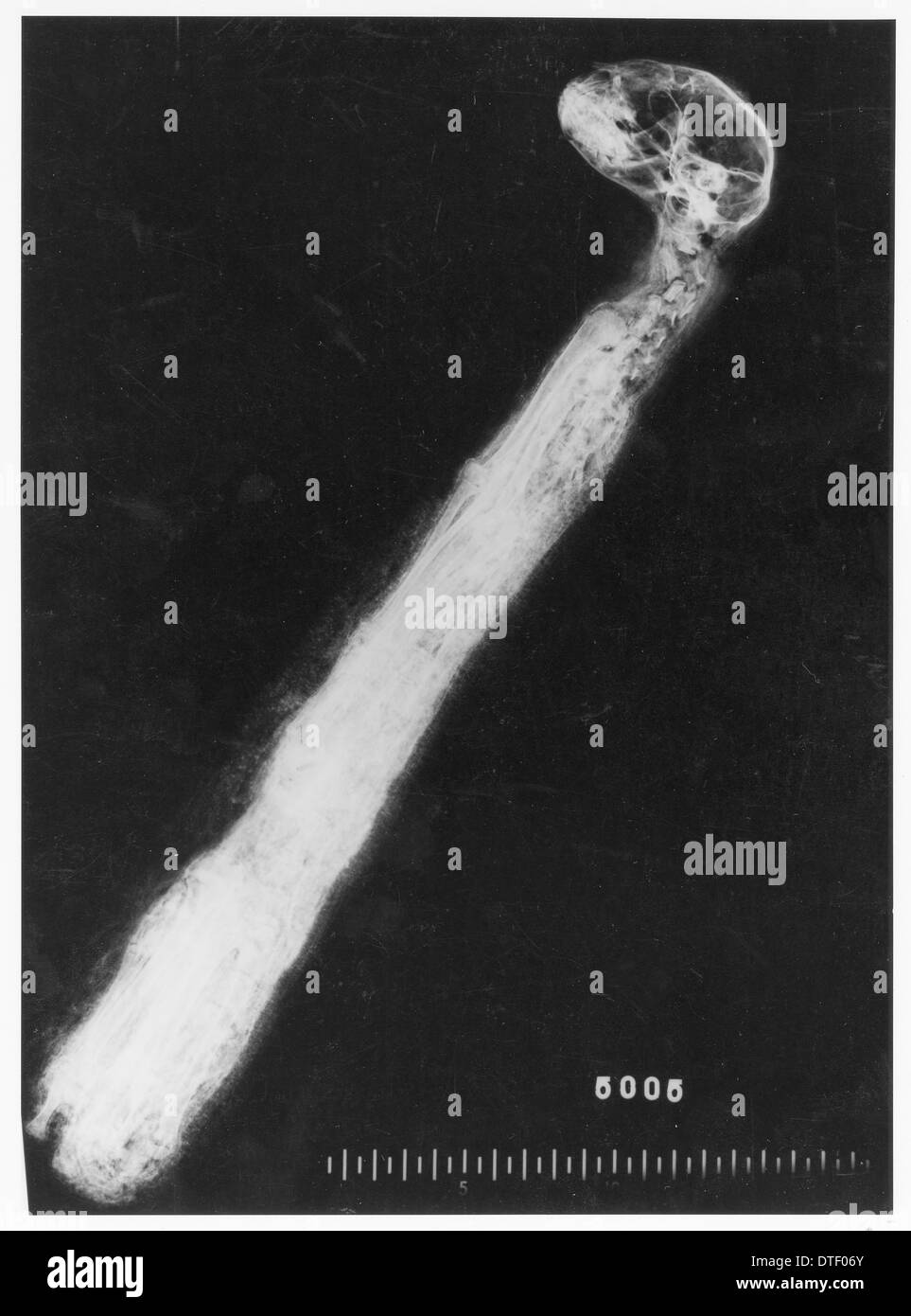 X-ray of a mummified cat Stock Photo