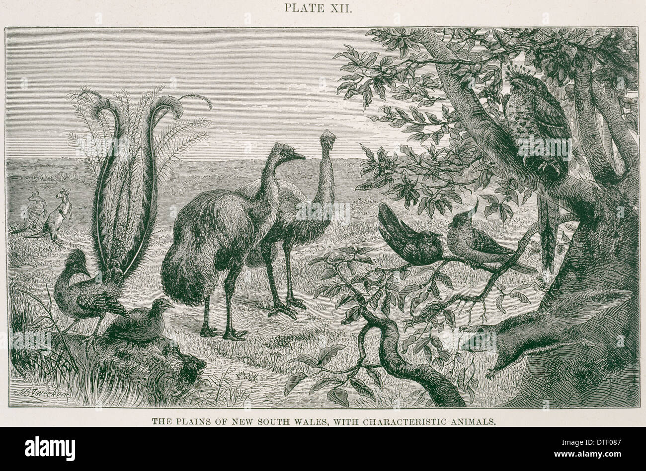 The plains of New South Wales, with characteristic animals Stock Photo