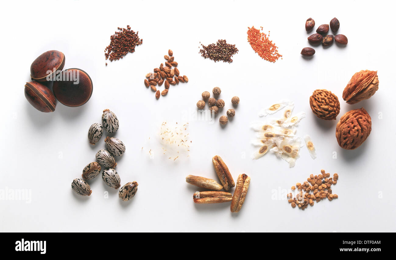 Monocot dicot hires stock photography and images Alamy