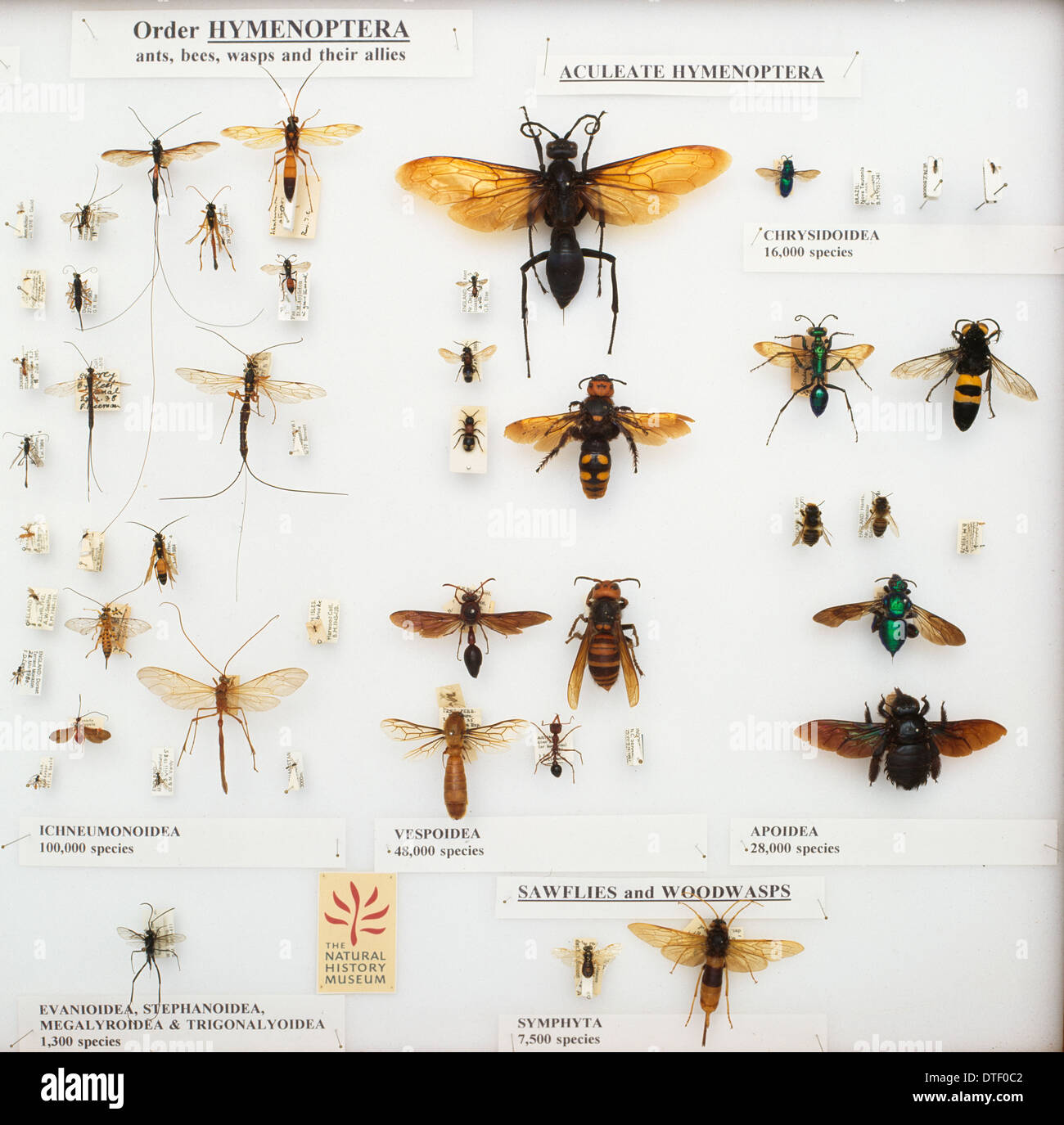Hymenoptera specimens Stock Photo