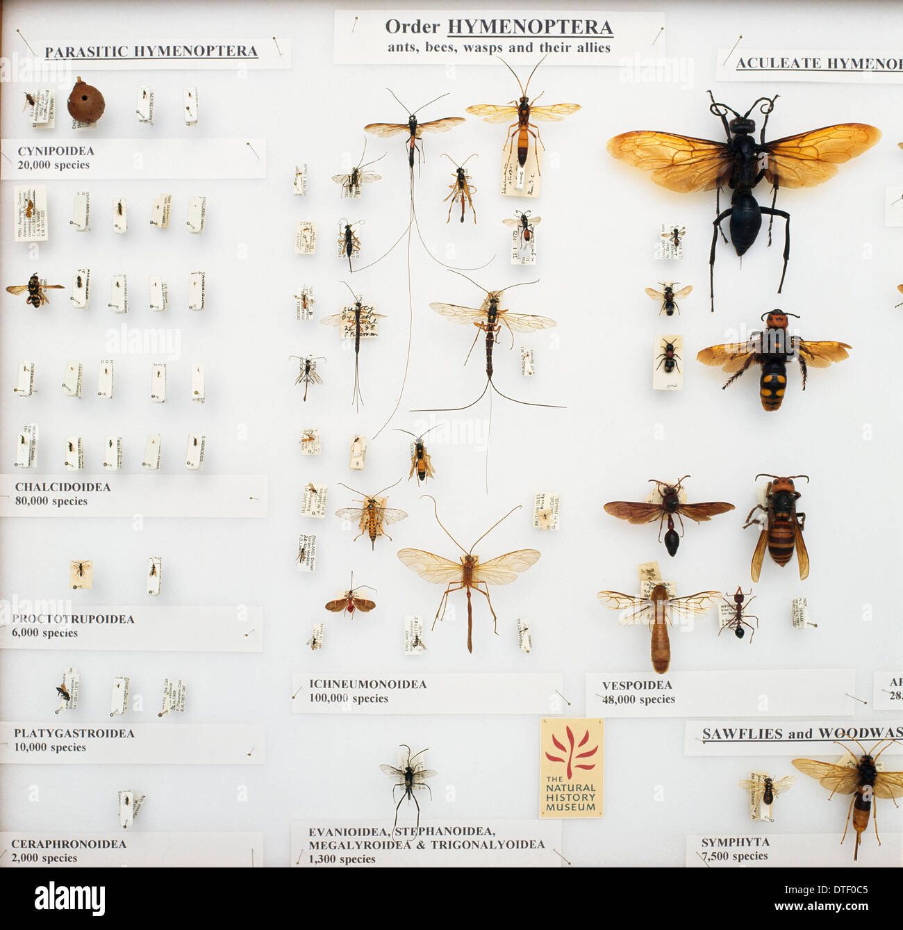 Hymenoptera specimens Stock Photo