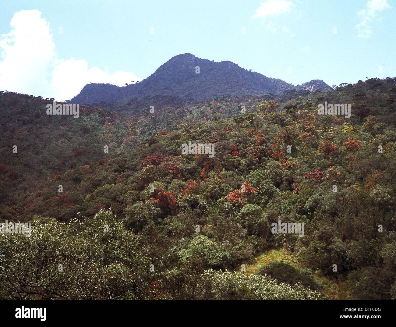 Montane rainforest, Sri Lanka Stock Photo