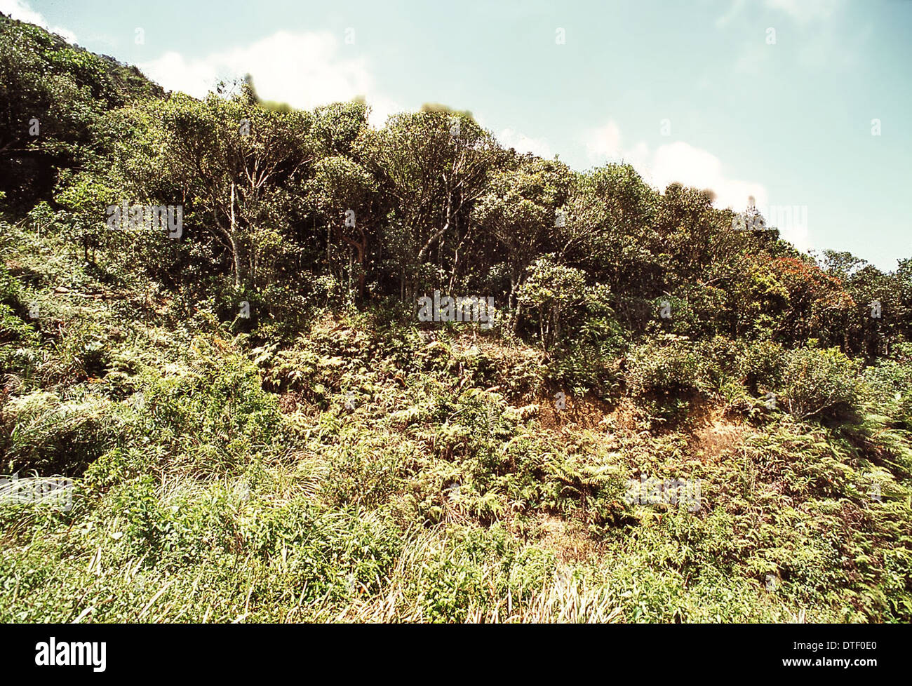 Montane rainforest, Sri Lanka Stock Photo