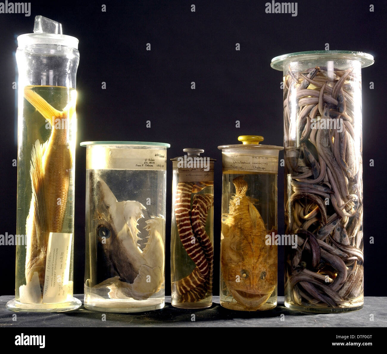 Marine specimens Stock Photo