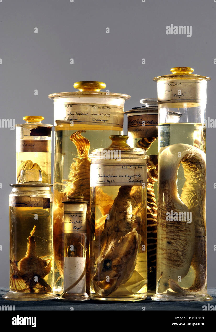 Marine specimens Stock Photo