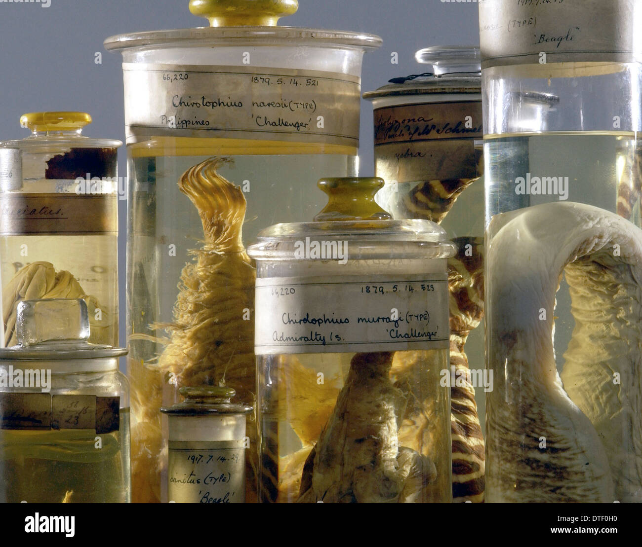 Marine specimens Stock Photo