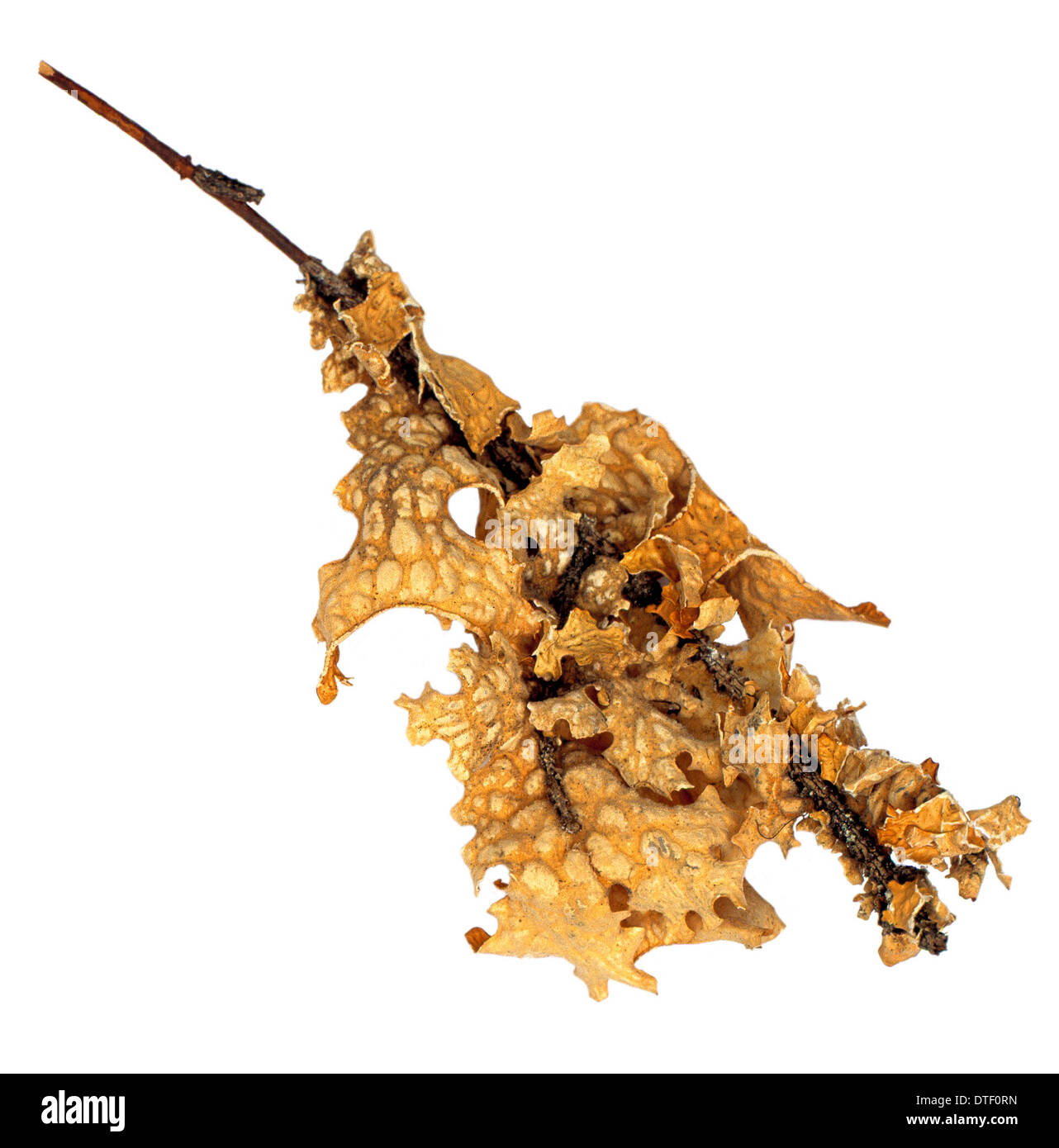 Lobaria pulmonaria, lichen Stock Photo