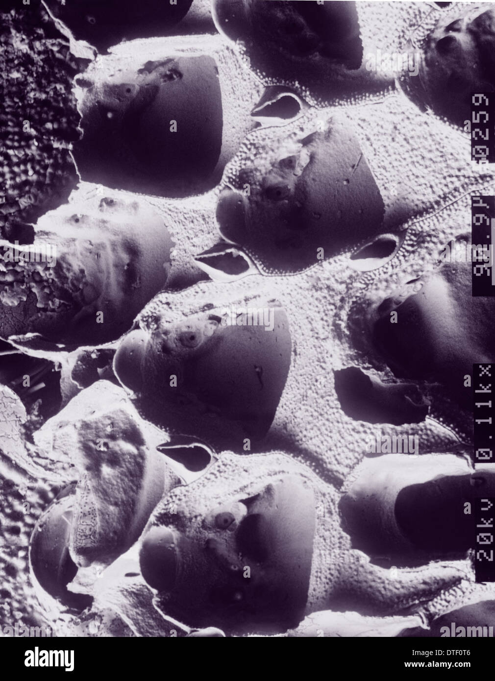 A bryozoan colony Stock Photo