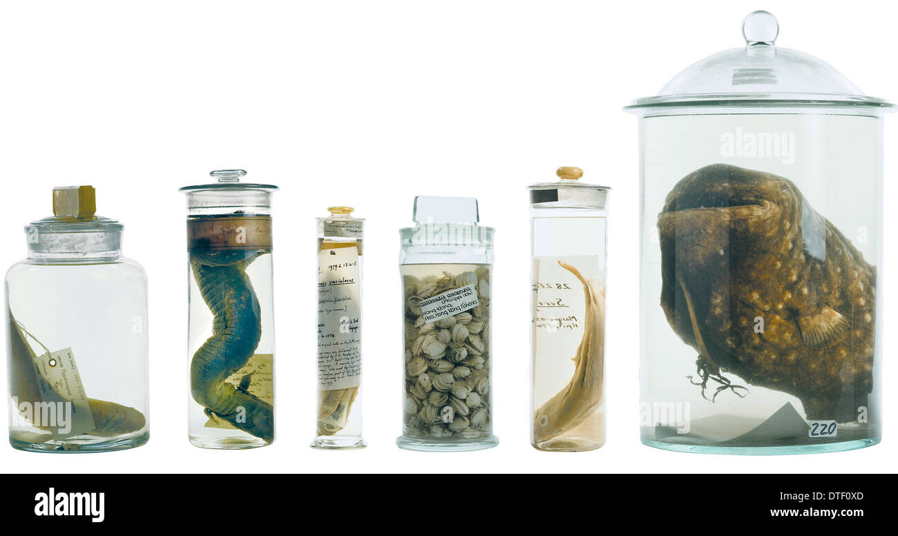 Fish specimen preserved in jars Cut Out Stock Images & Pictures Alamy