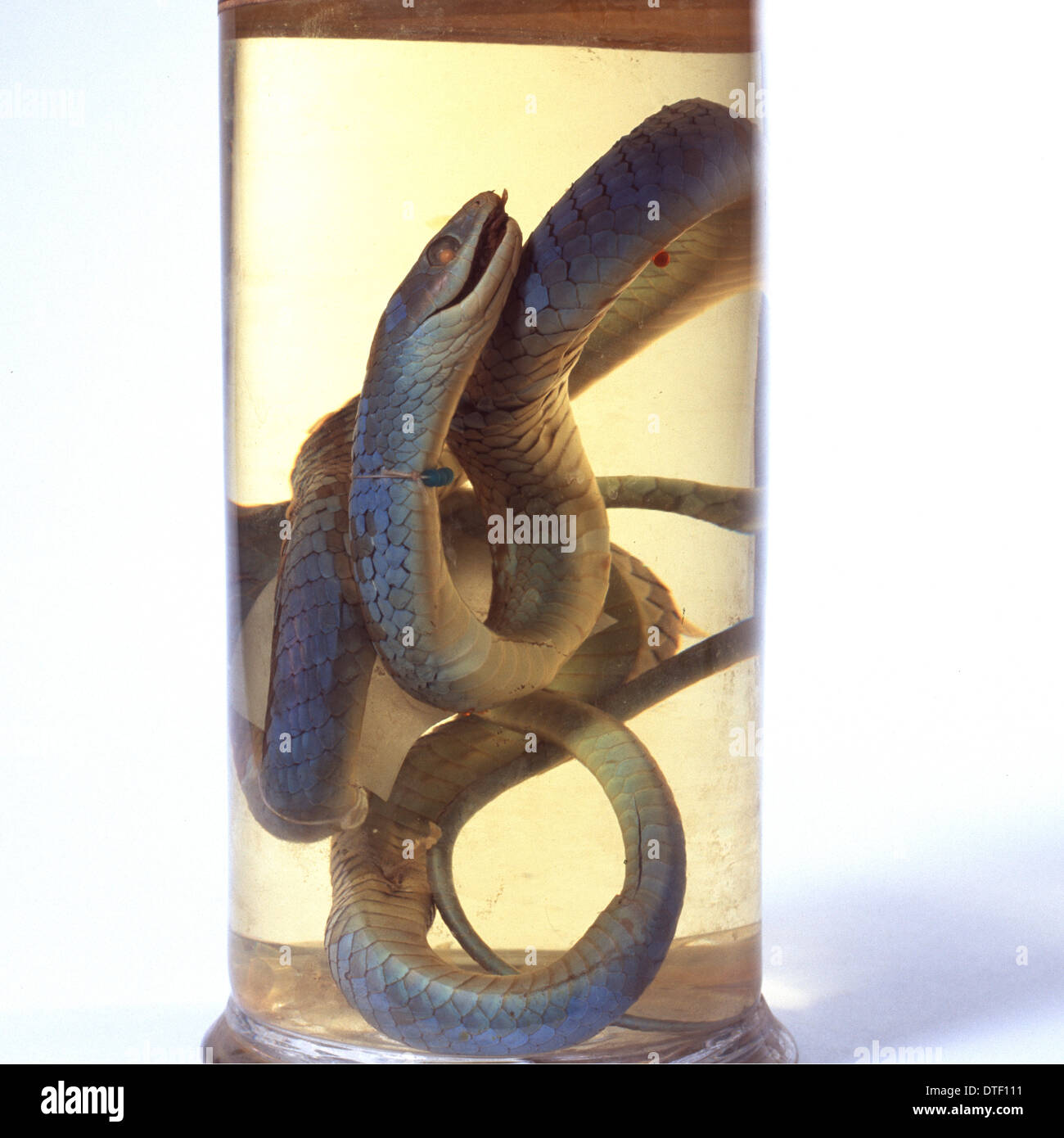 Philothamnus irregularis, western green snake Stock Photo