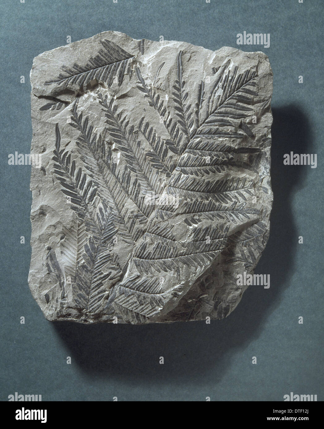 Alethopteris lonchitica, fossil seed fern Stock Photo