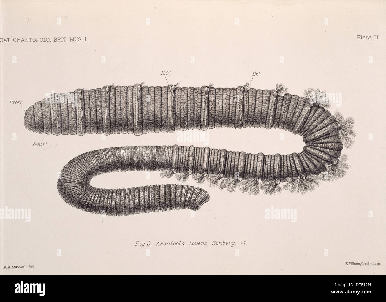 Arenicola loveni, polychaete worm Stock Photo