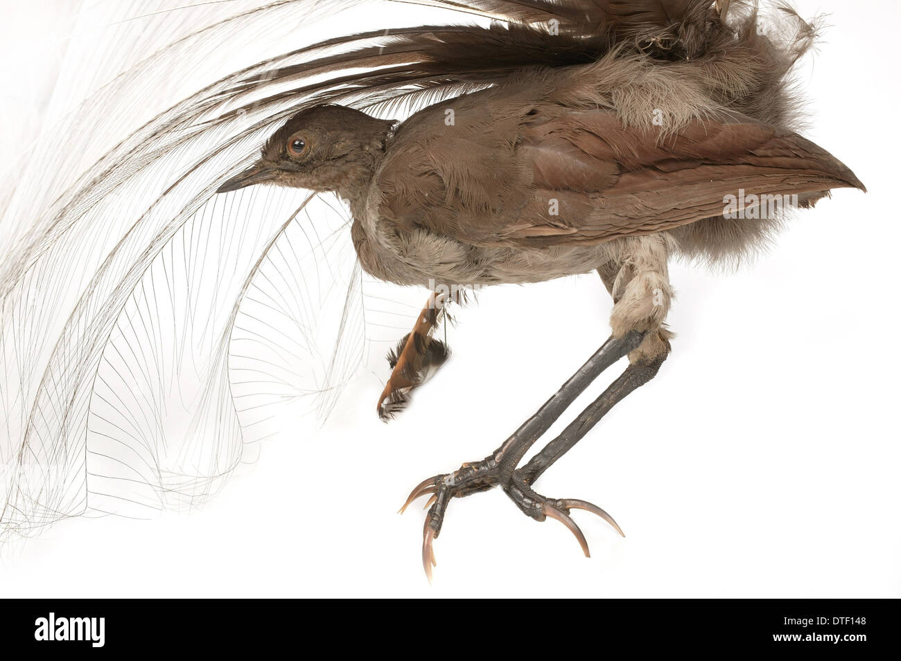 Menura novaehollandiae, superb lyrebird Stock Photo