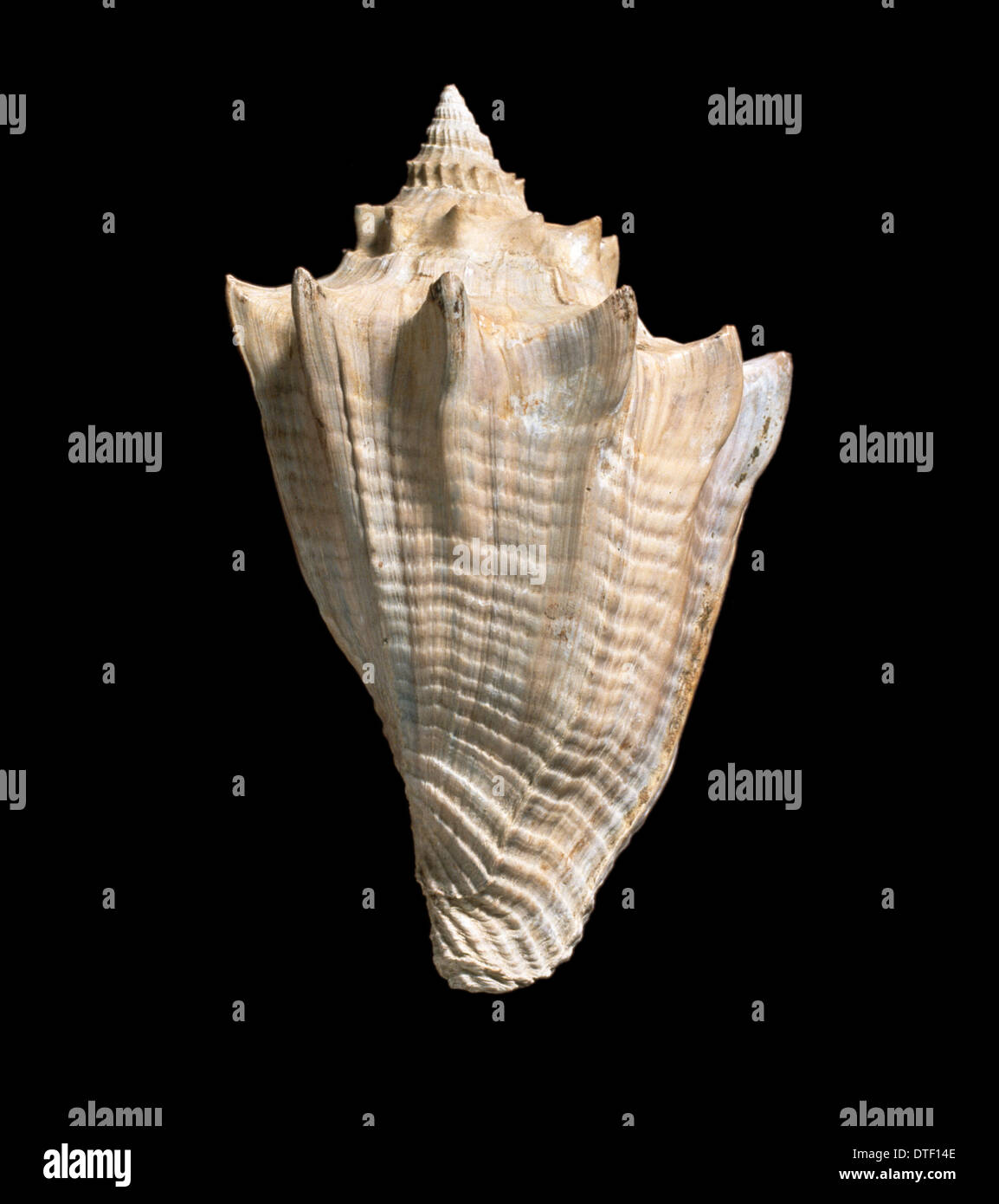Athleta Luctator Fossil Sea Snail Stock Photo Alamy Athleta Luctator Fossil Sea Snail Stock Photo Alamy