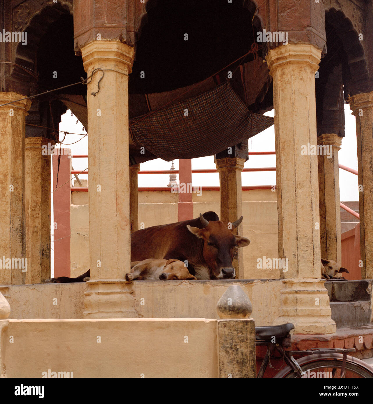 Travel Photography - Sacred temple cow in the Old City of Varanasi Benares in Uttar Pradesh in India in South Asia. Stock Photo