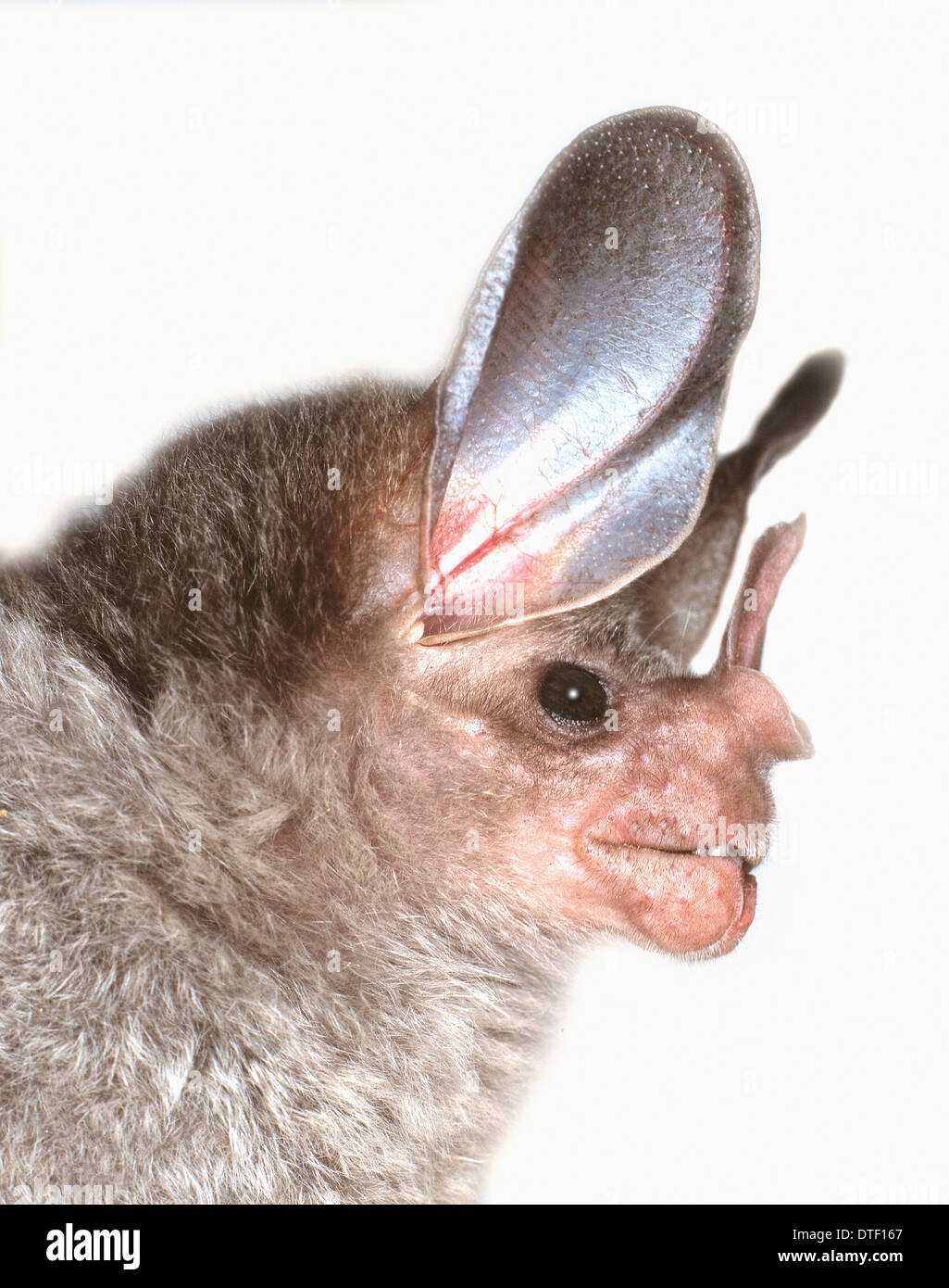 Chrotopterus auritus auritus, woolly false vampire bat Stock Photo