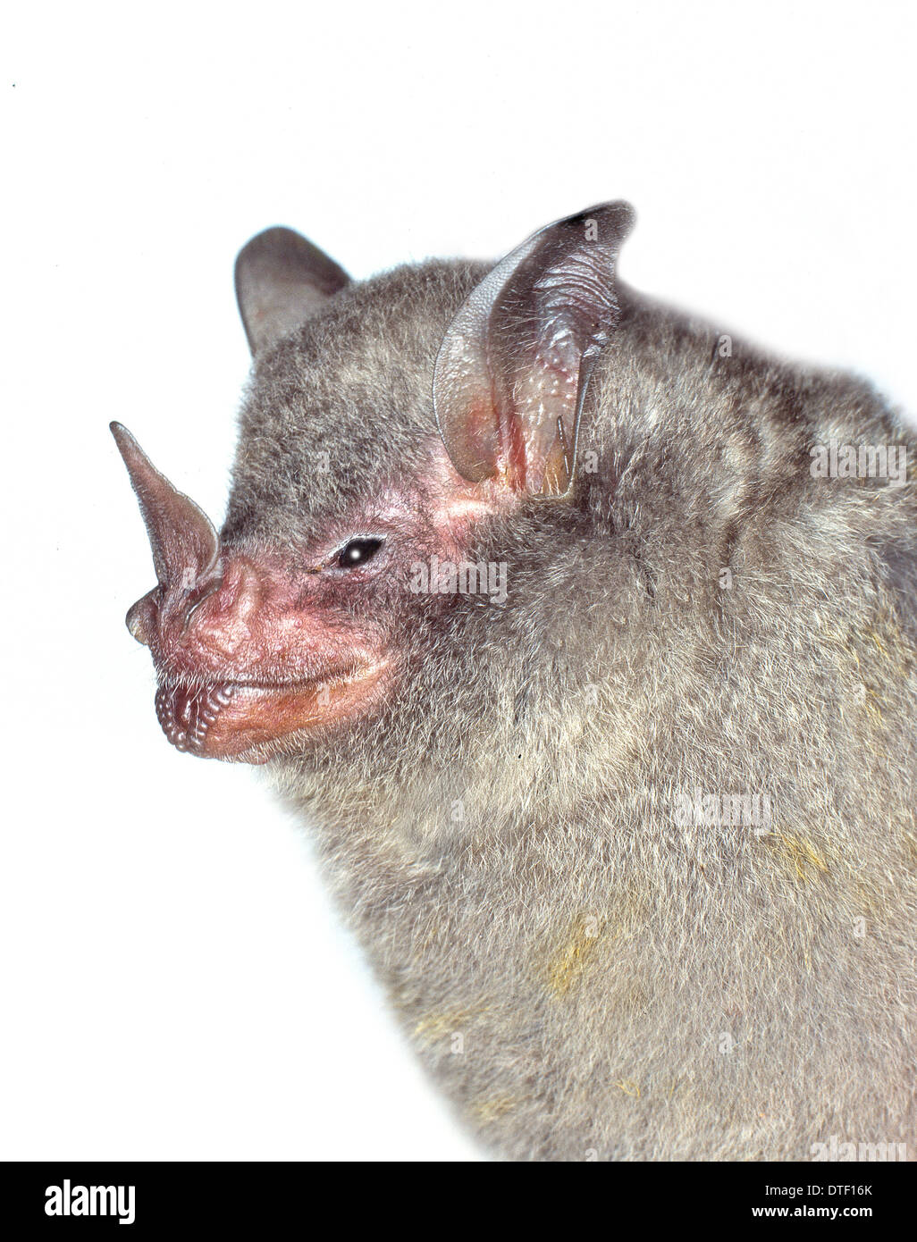 Silky short tailed bat hi-res stock photography and images - Alamy