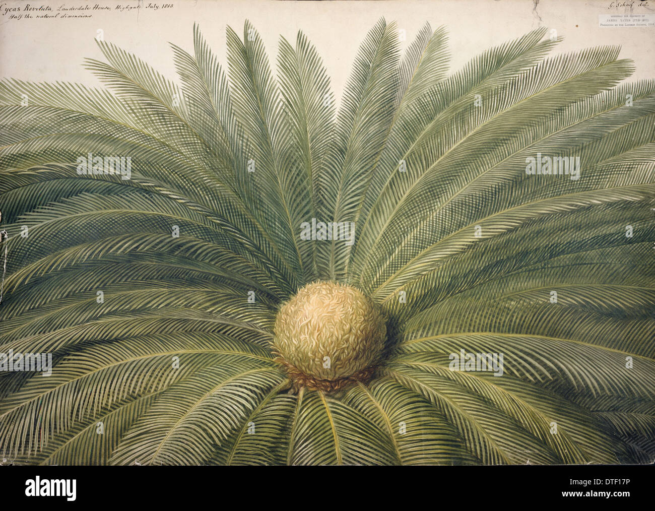 Cycas revoluta, sago palm Stock Photo