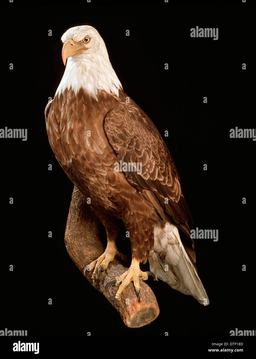 Haliaeetus leucocephalus, bald eagle Stock Photo