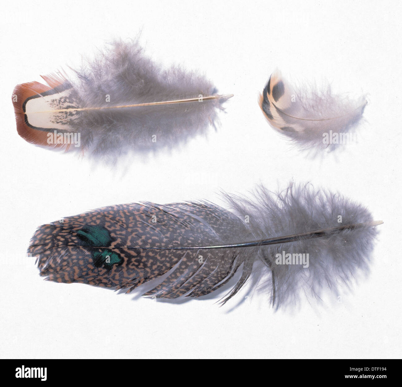 A collection of birds' feathers Stock Photo
