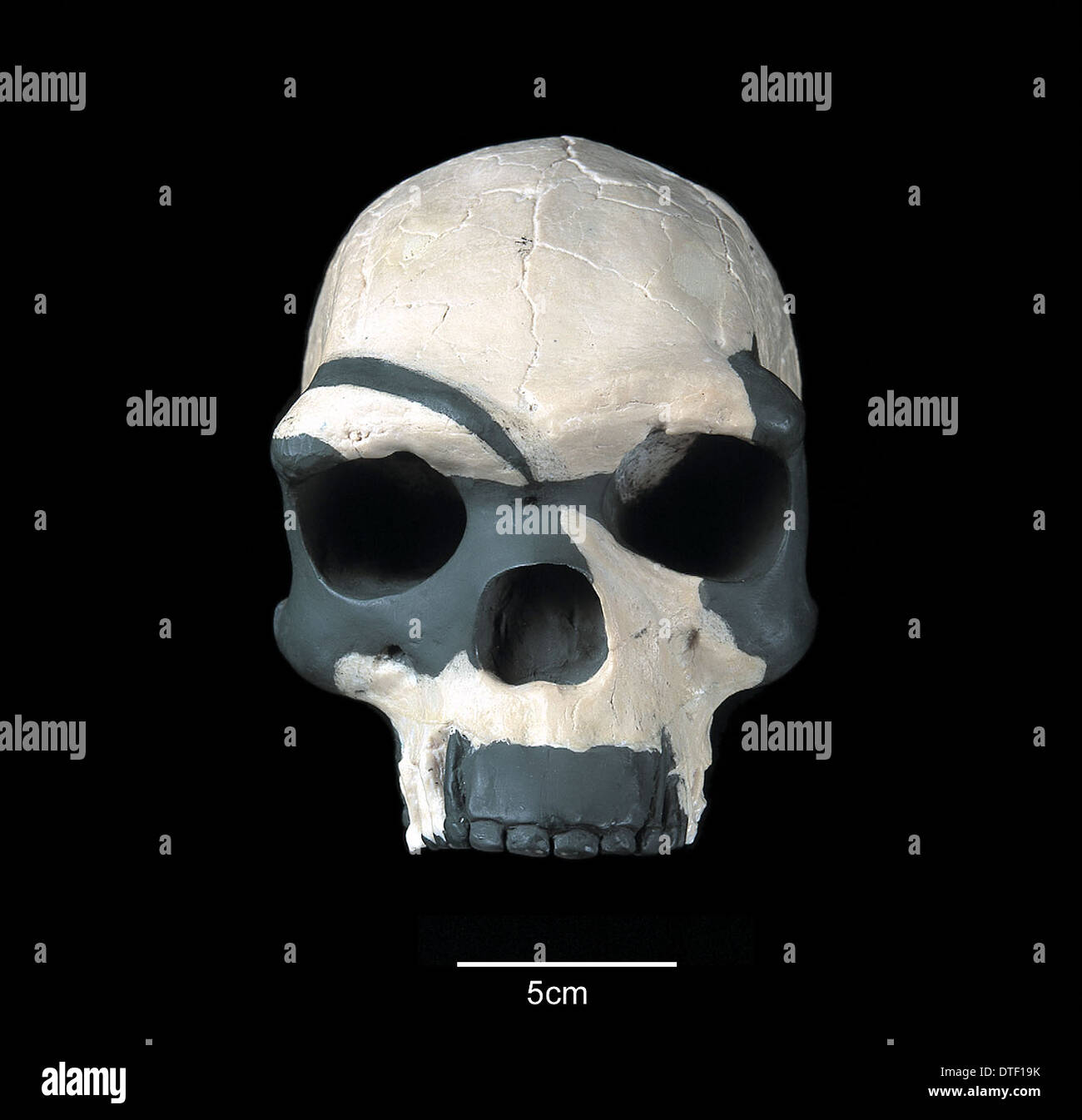 Archaic Homo sapiens cranium (Laetoli 18) Stock Photo